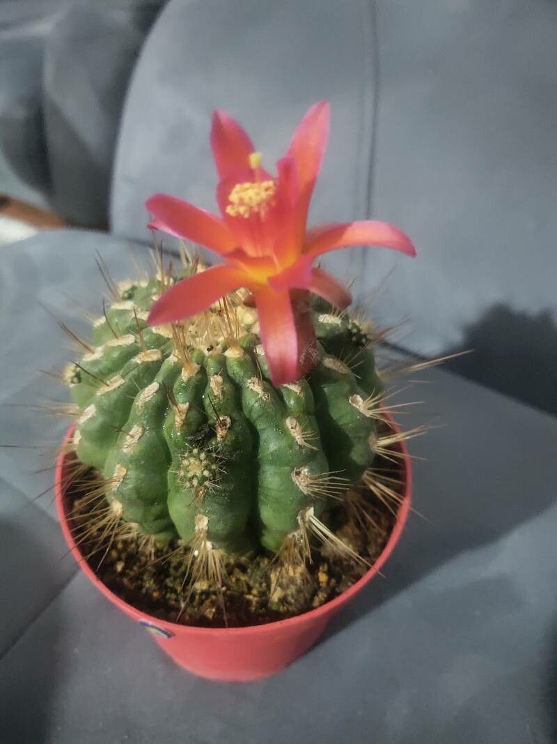 Matucana polzii fruit