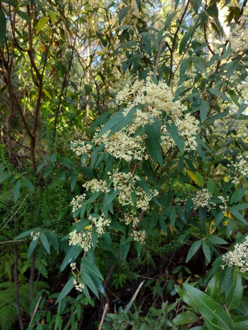 Pomaderris wendlandiana habit
