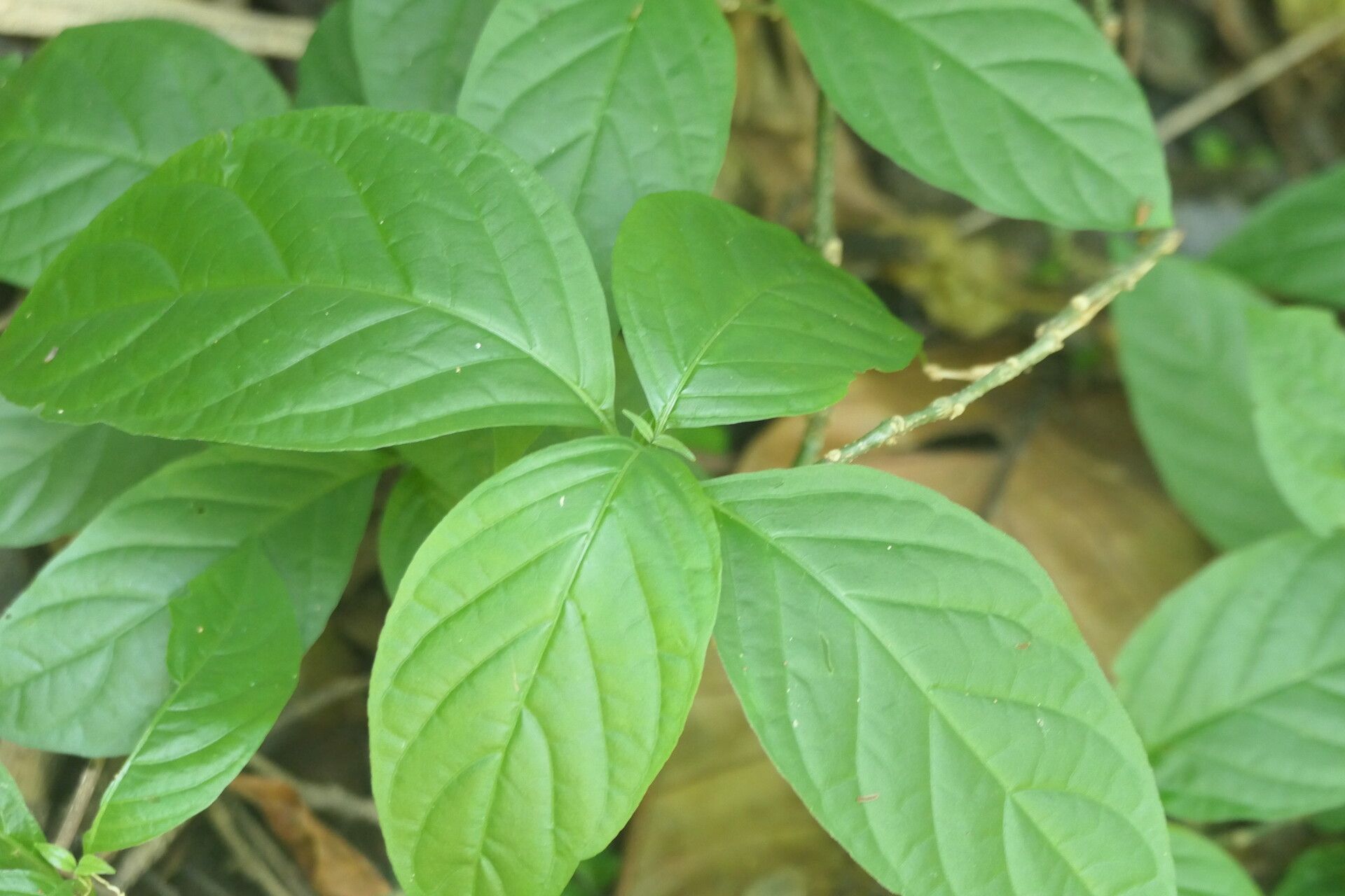 Pseuderanthemum subviscosum leaf