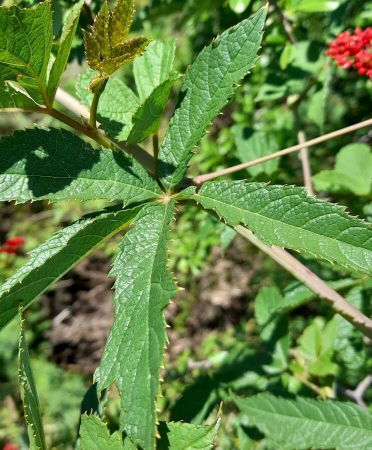 Cissus tweedieana leaf