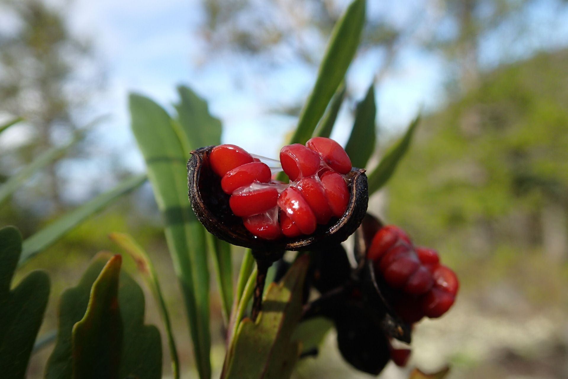 Pittosporum dzumacense fruit