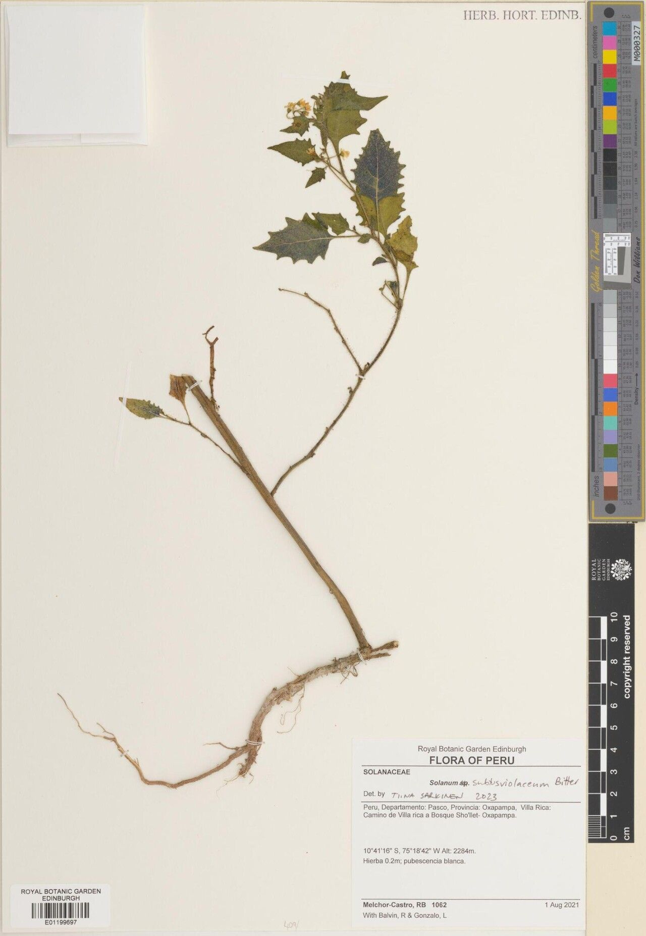 Solanum pallidum — houseplant care guide