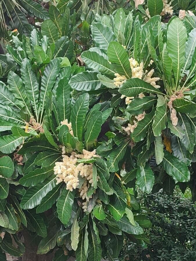 Meryta denhamii flower