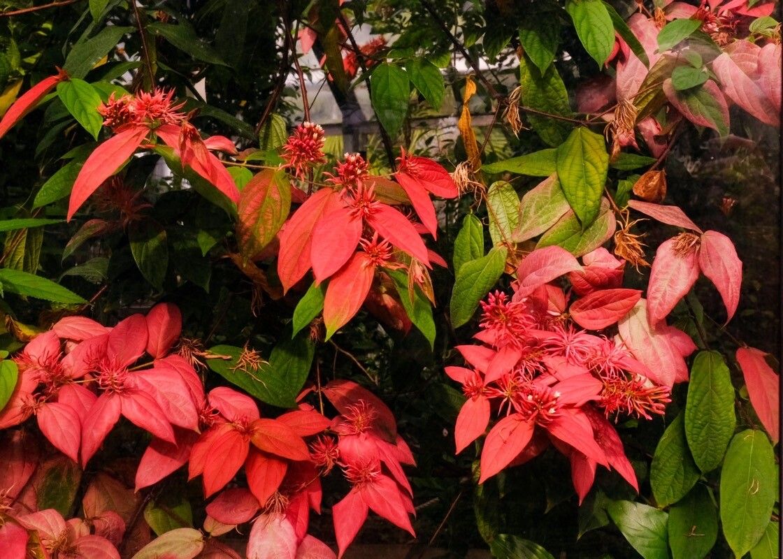 Combretum mussaendiflorum — search result for 'Combretum'