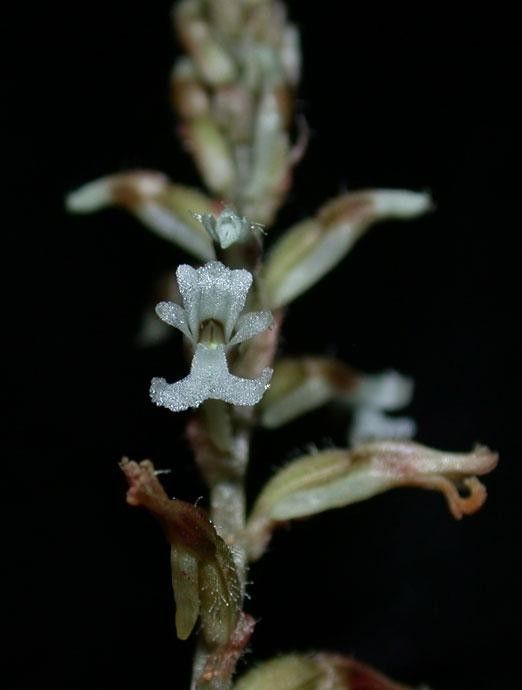 Microchilus tridax flower