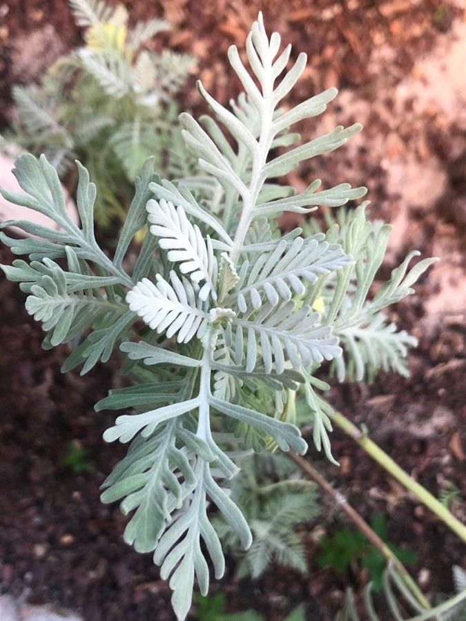 Lavandula buchii leaf