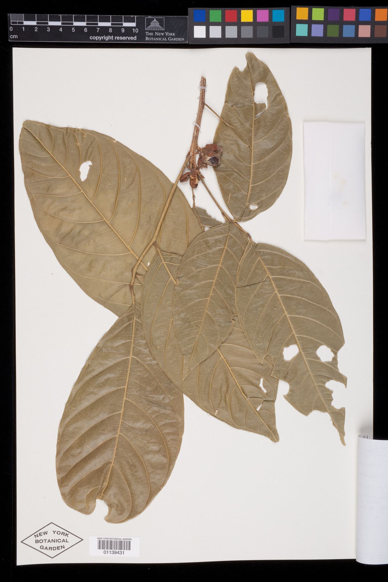 Matayba purgans leaf