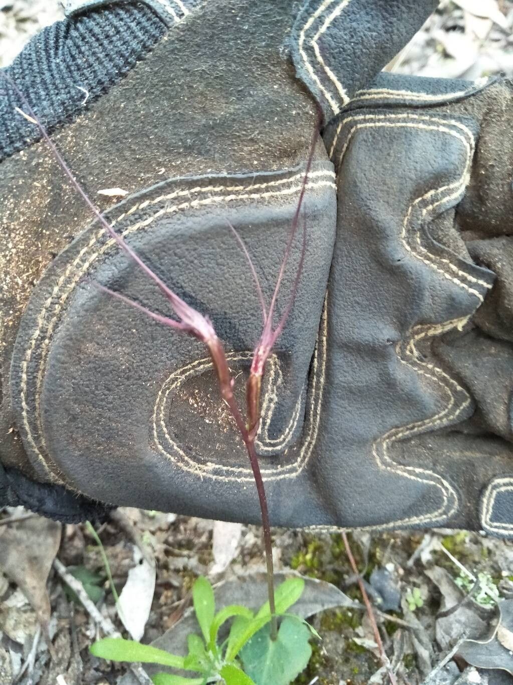 Acianthus caudatus — related species from the same genus