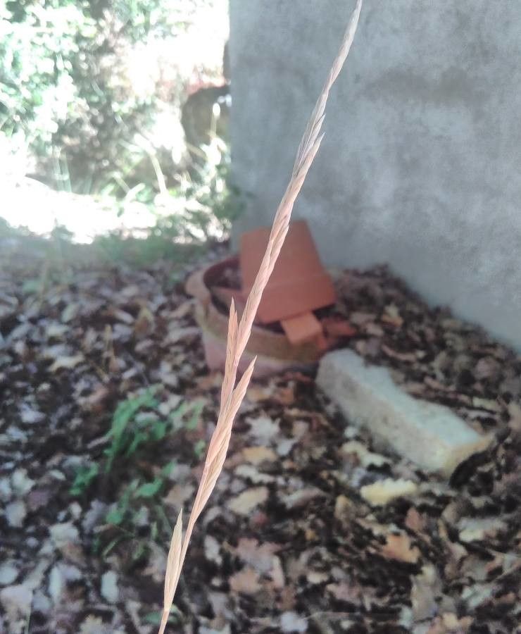Brachypodium phoenicoides fruit
