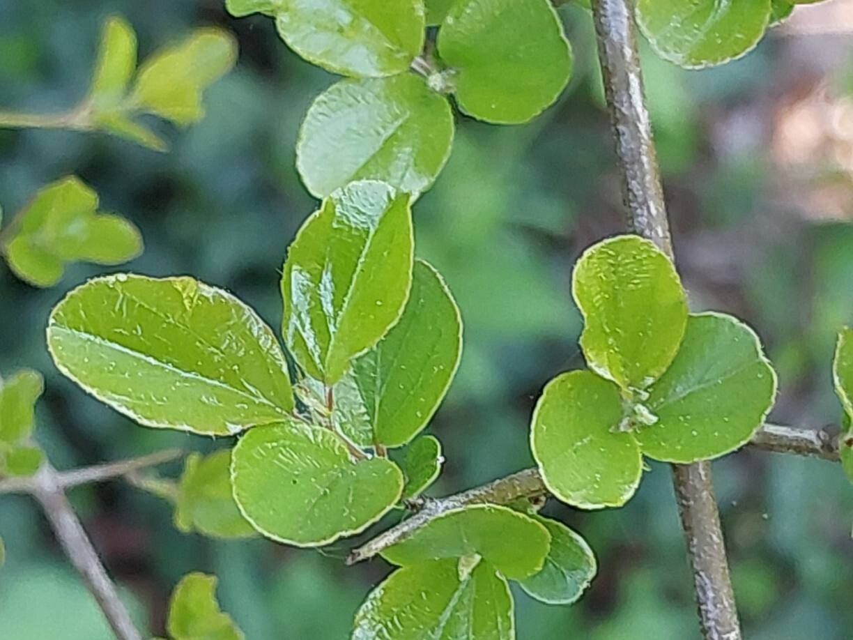 Rhamnus rosthornii leaf