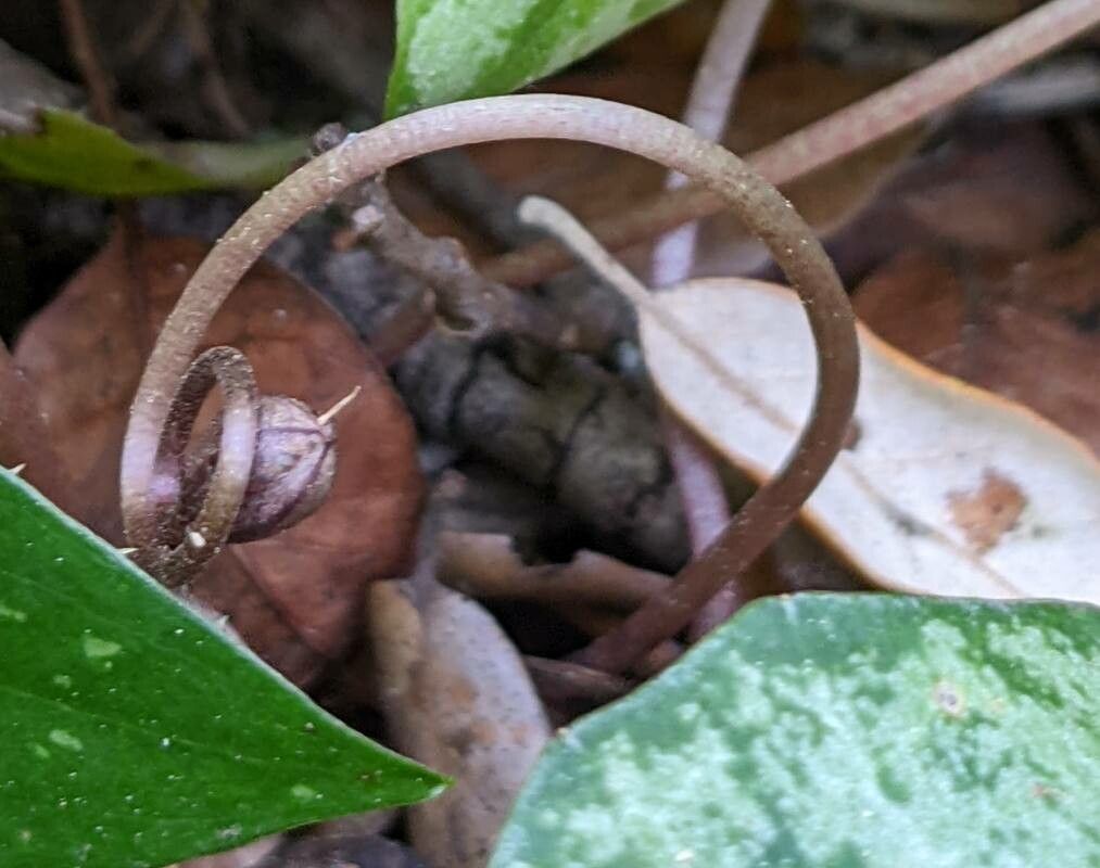 Cyclamen balearicum fruit