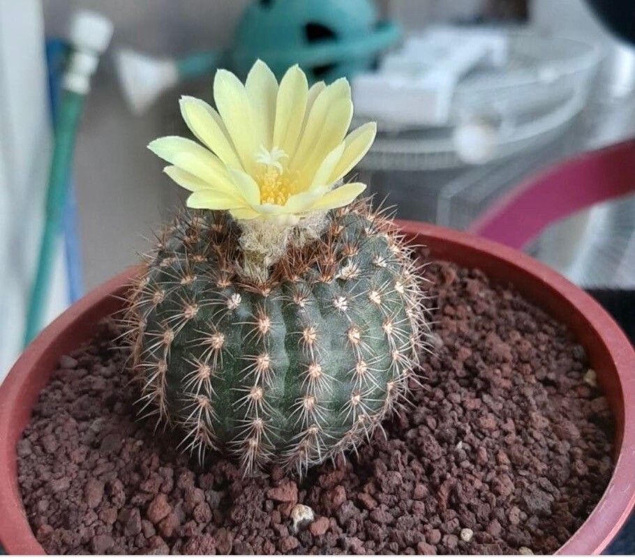 Frailea pumila flower