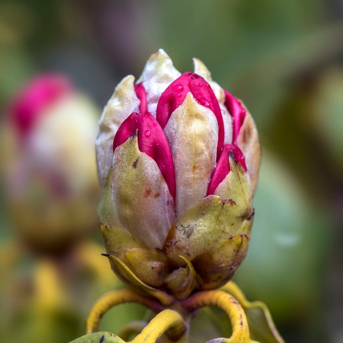 Rhododendron × hemigymnum — houseplant care guide