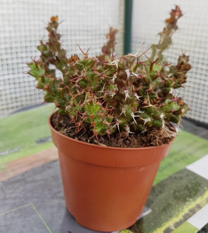 Euphorbia lenewtonii — houseplant care guide