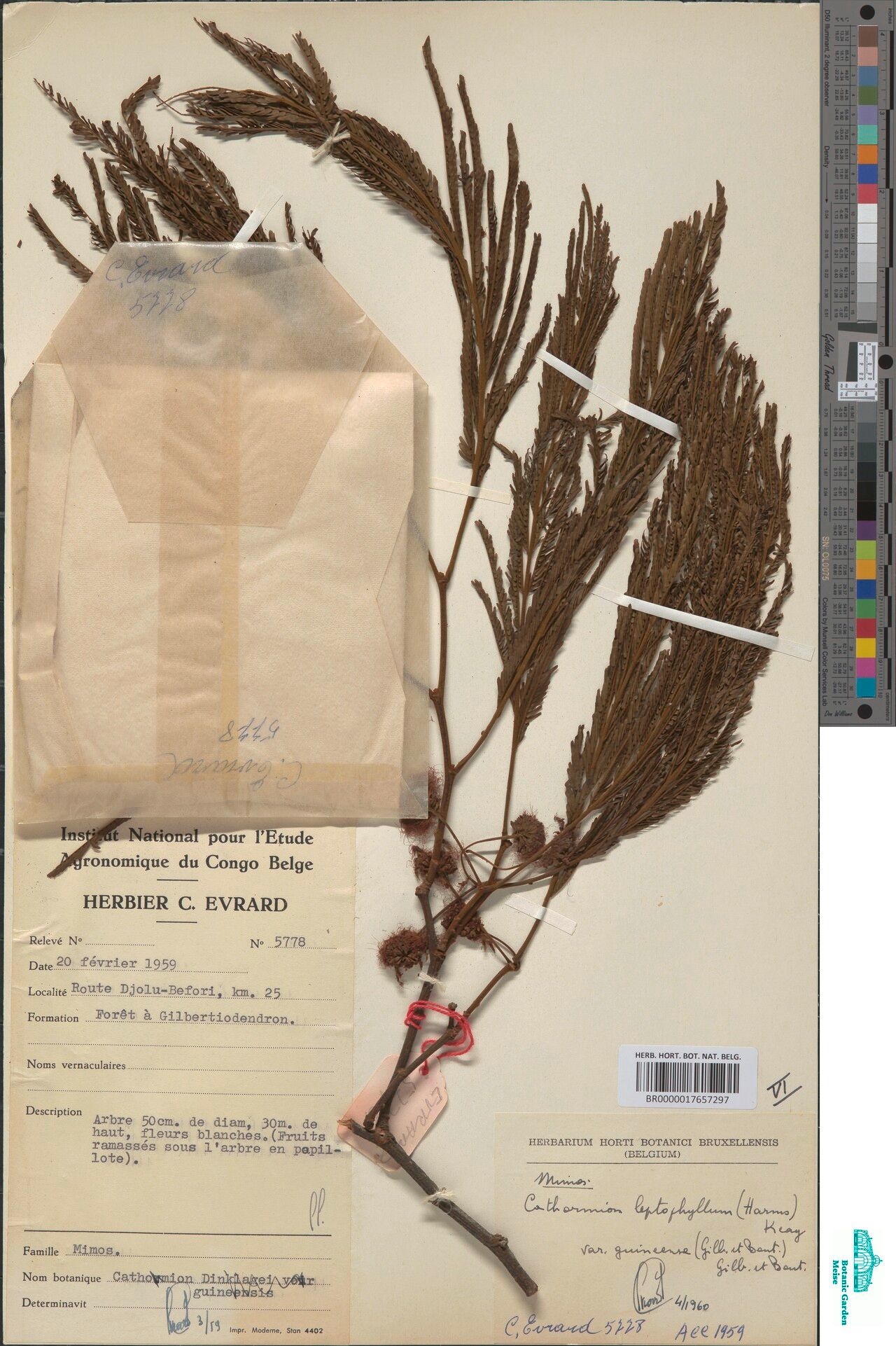 Samanea guineensis — related species from the same genus