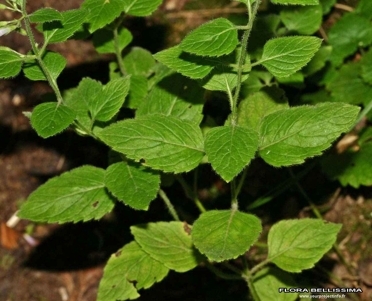 Clinopodium ascendens other