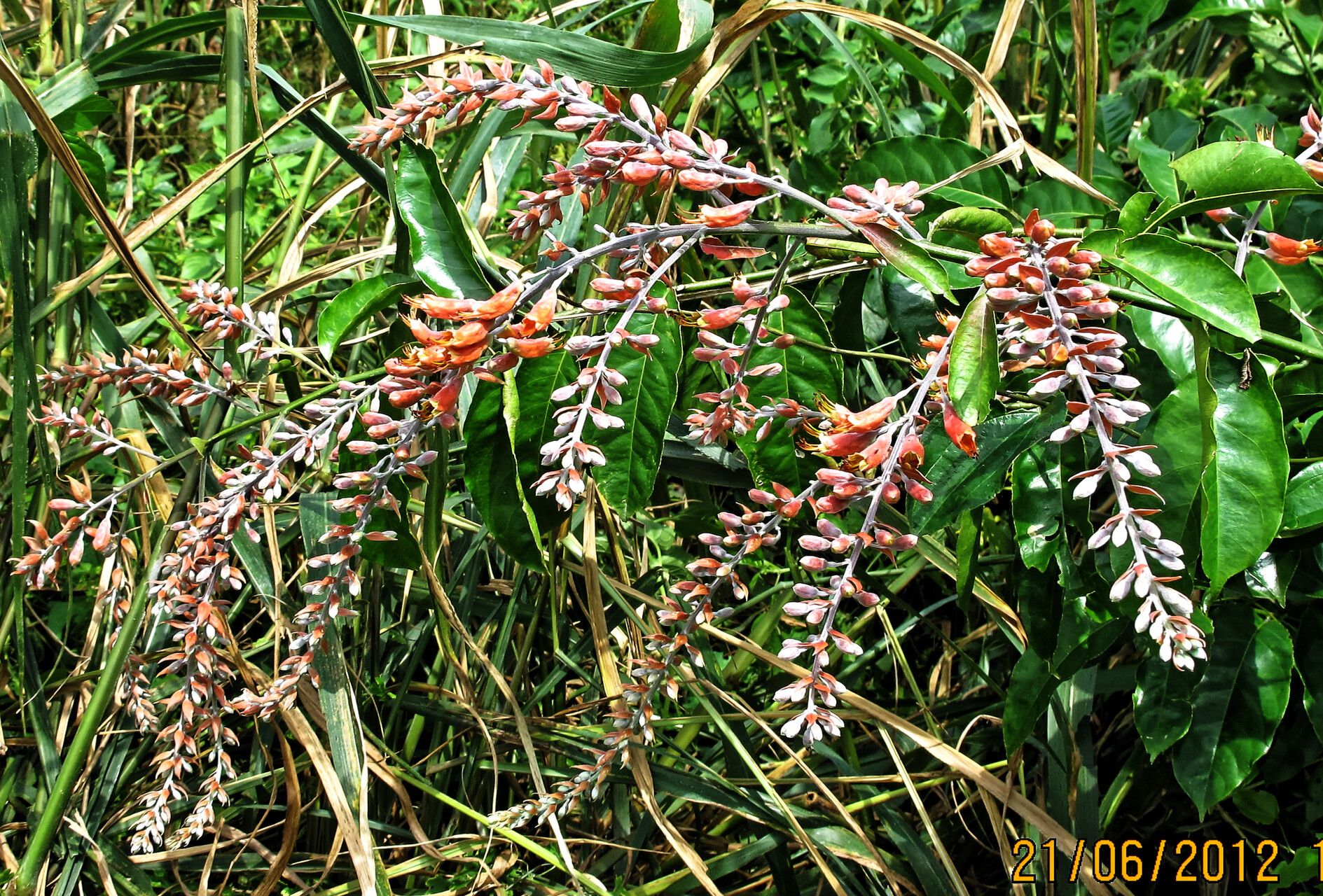 Combretum platypterum habit