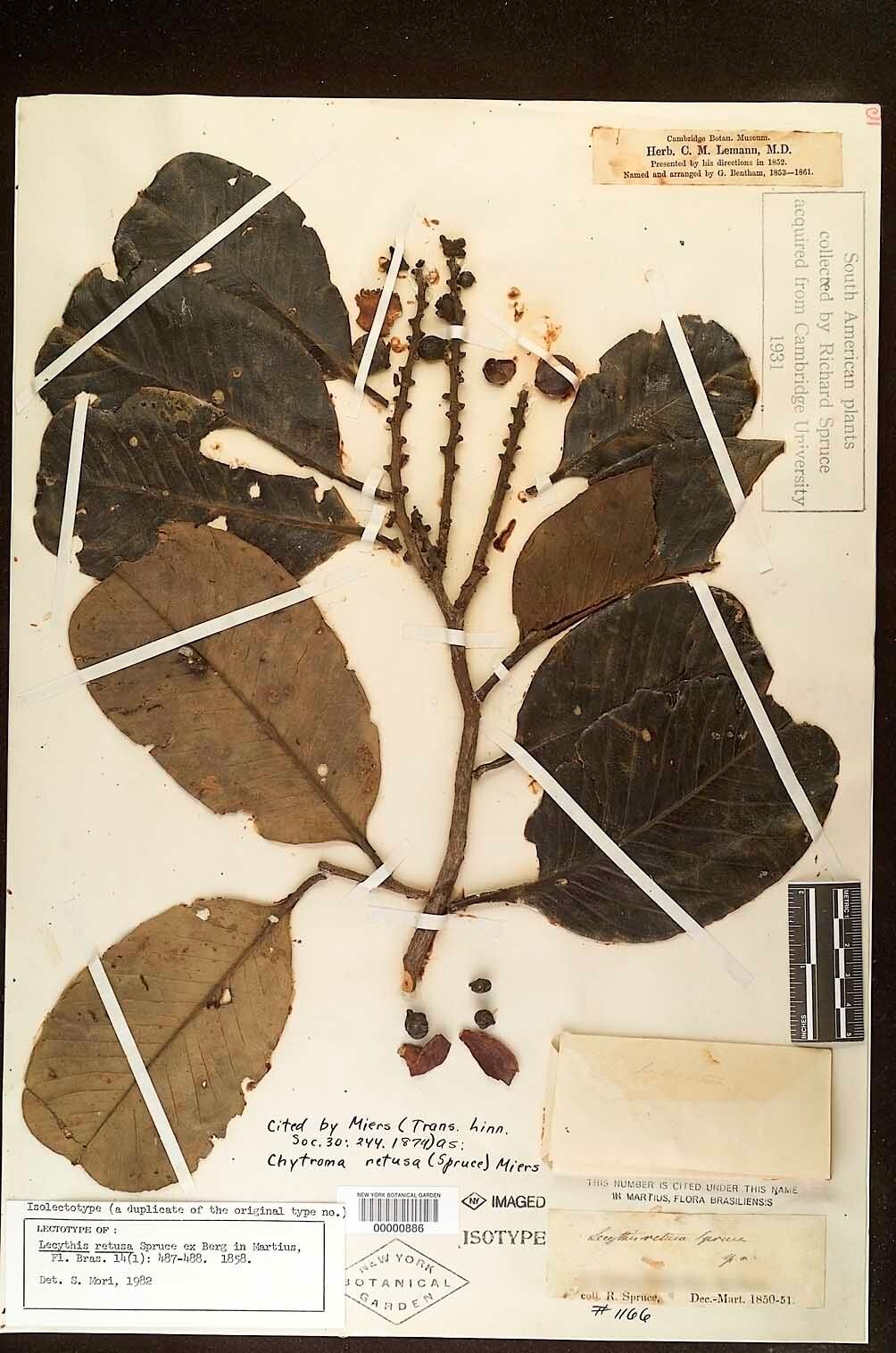 Lecythis retusa — houseplant care guide