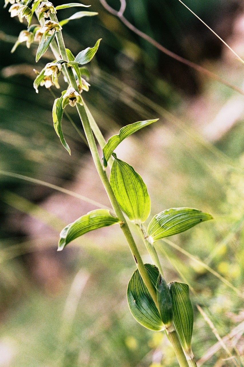 Epipactis distans habit