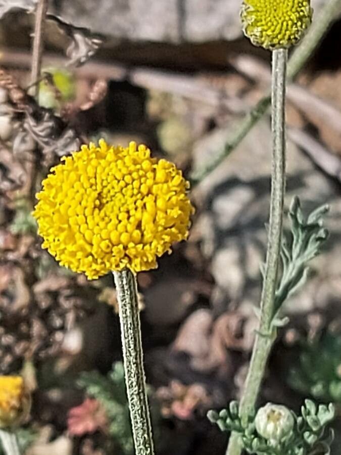 Anacyclus homogamos flower