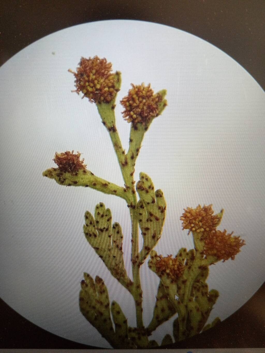 Pleopeltis fallax — houseplant care guide