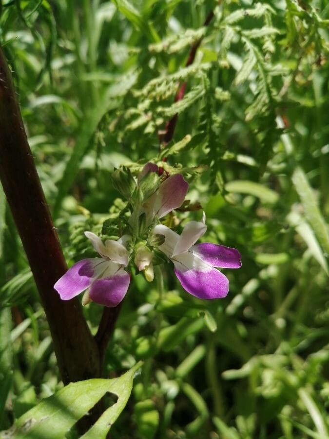 Collinsia bartsiifolia flower