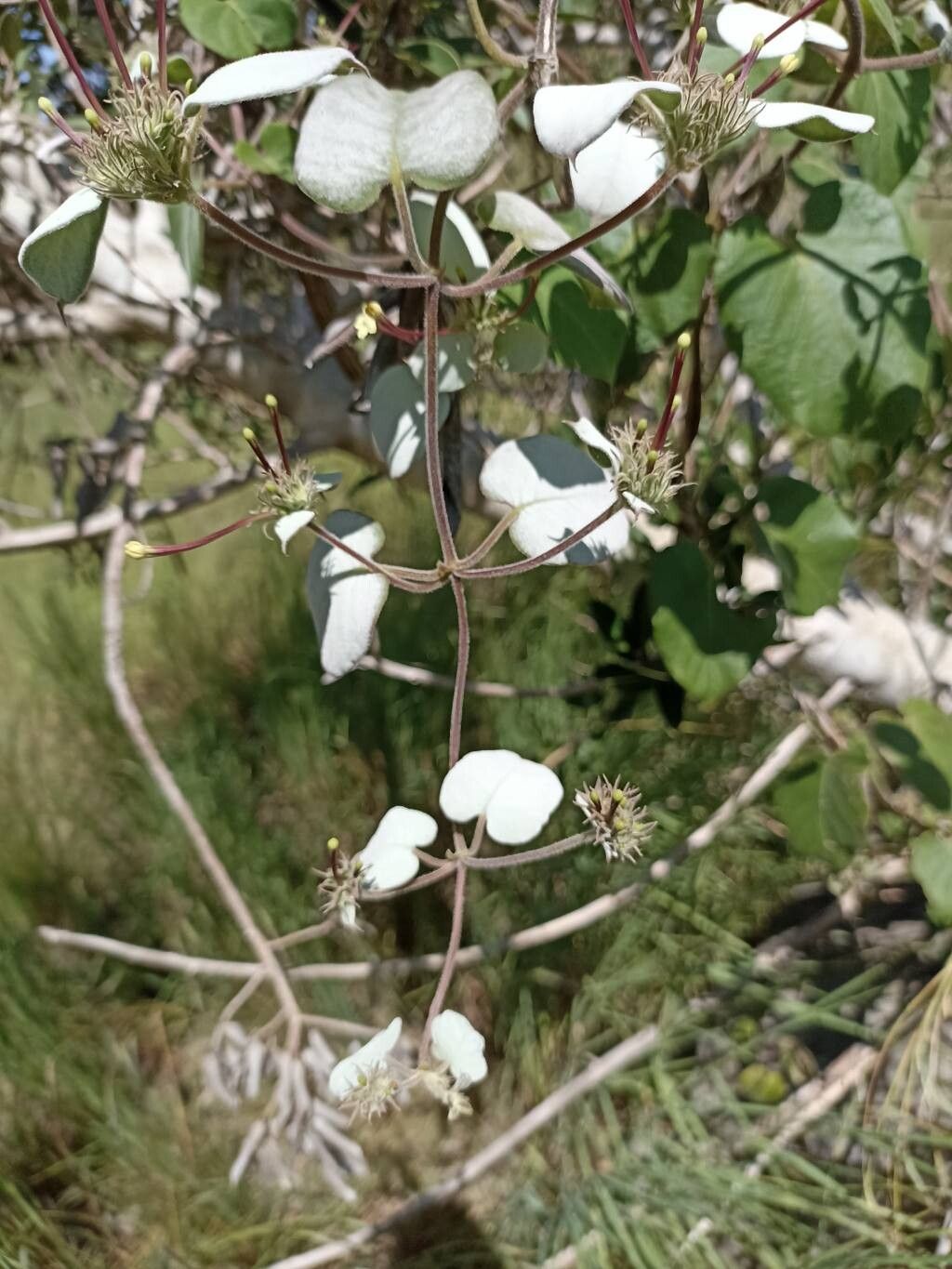 Paederia argentea other