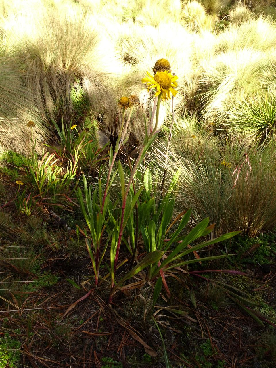 Helenium integrifolium — search result for 'Helenium'