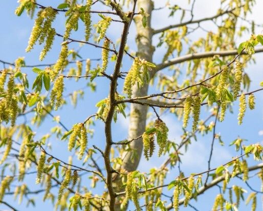 Zelkova carpinifolia flower