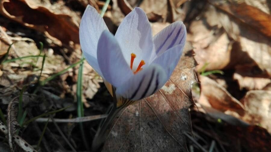 Crocus imperati flower