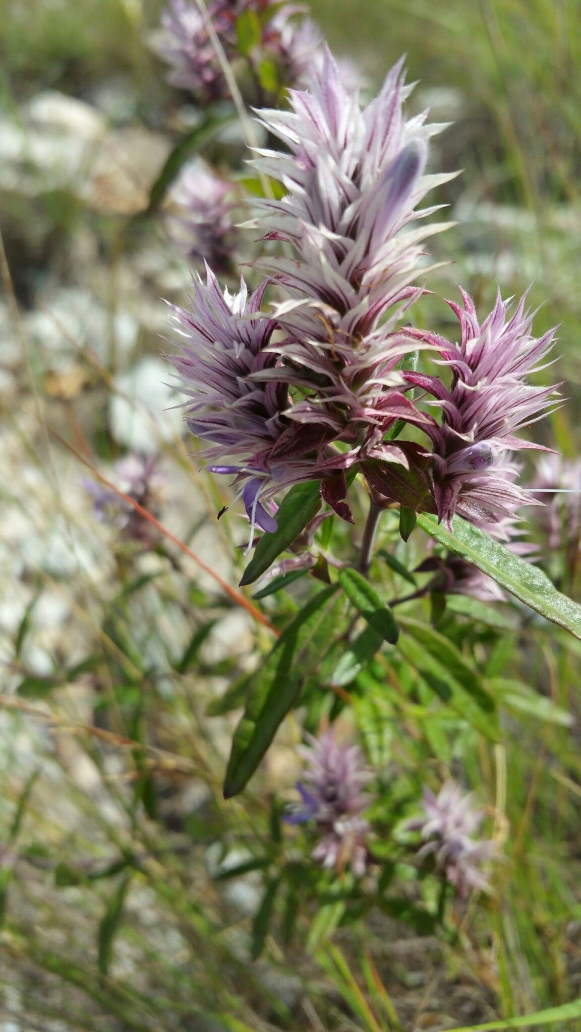 Lepidagathis perrieri — houseplant care guide