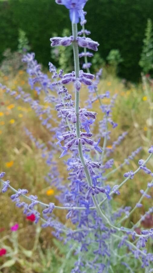 Perovskia abrotanoides flower