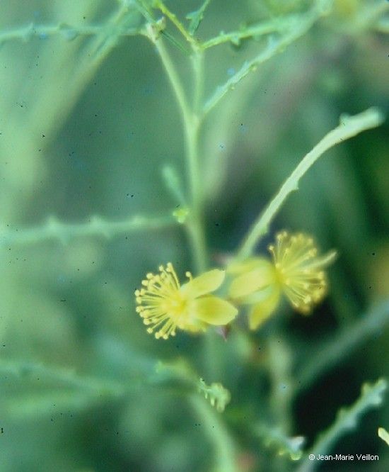 Corchorus neocaledonicus flower