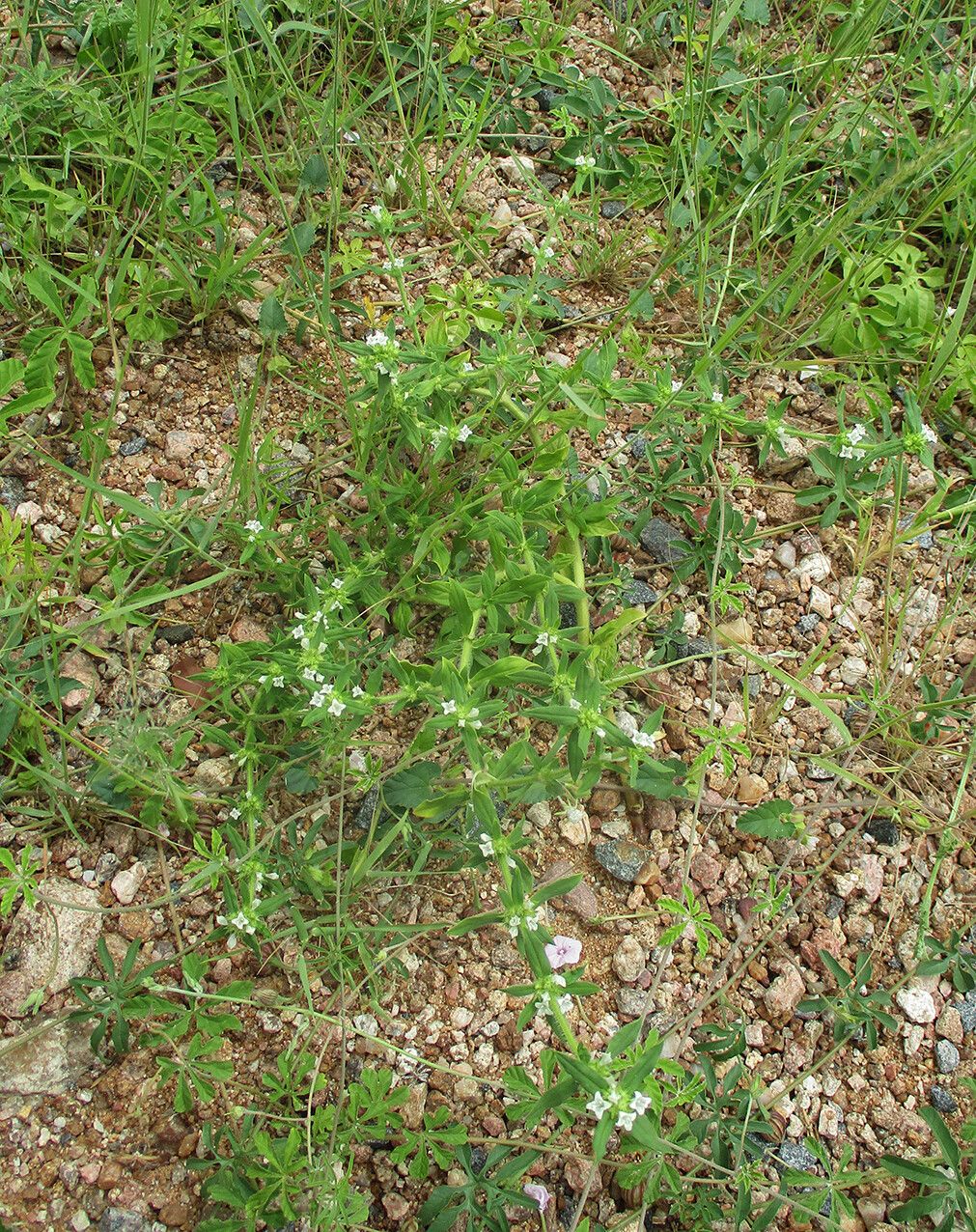 Spermacoce senensis habit
