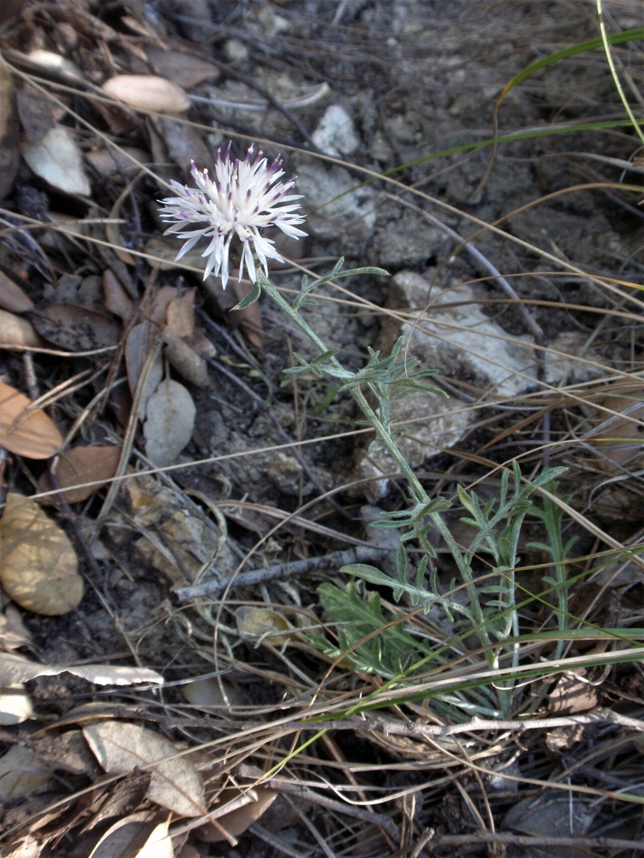 Centaurea boissieri habit