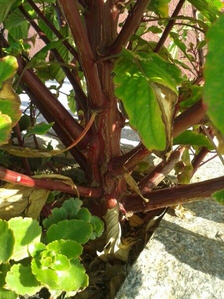 Celosia cristata bark