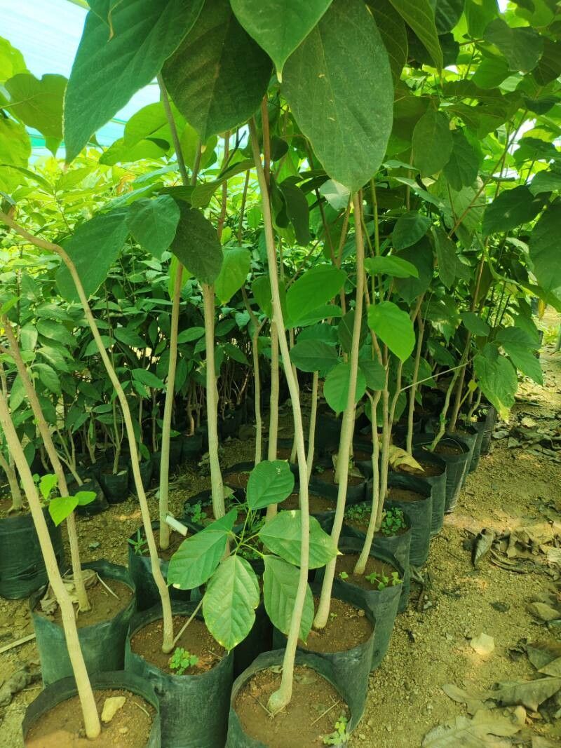 Sterculia tragacantha bark
