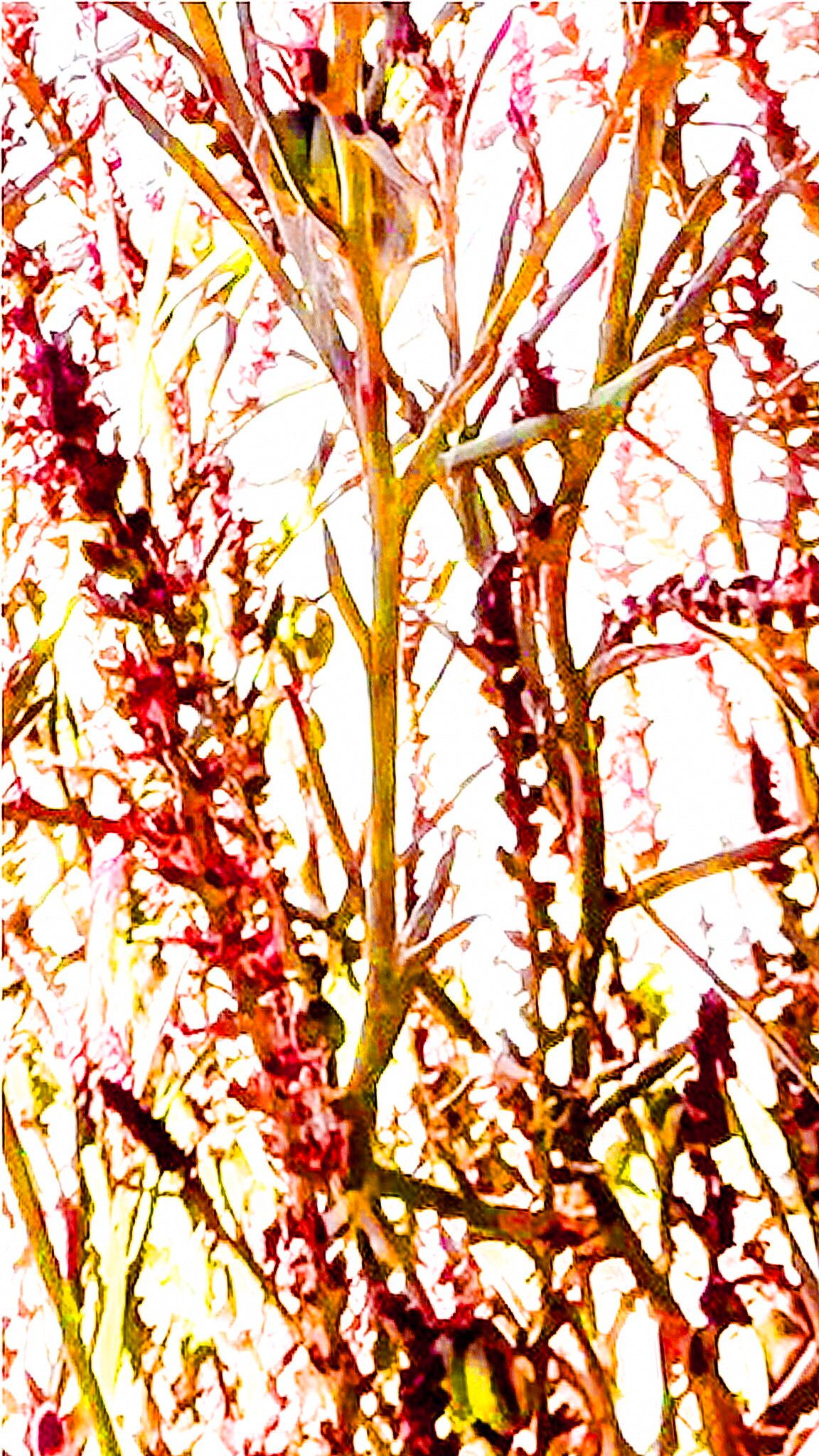 Stillingia texana — search result for 'Stillingia'