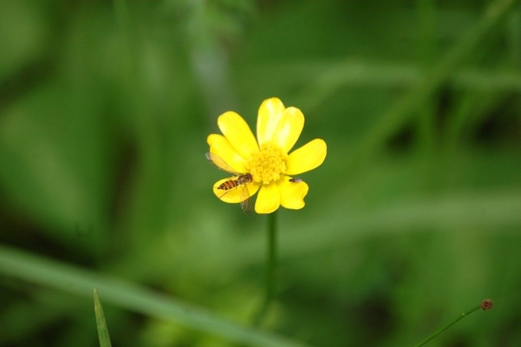 Ranunculus petiolaris flower