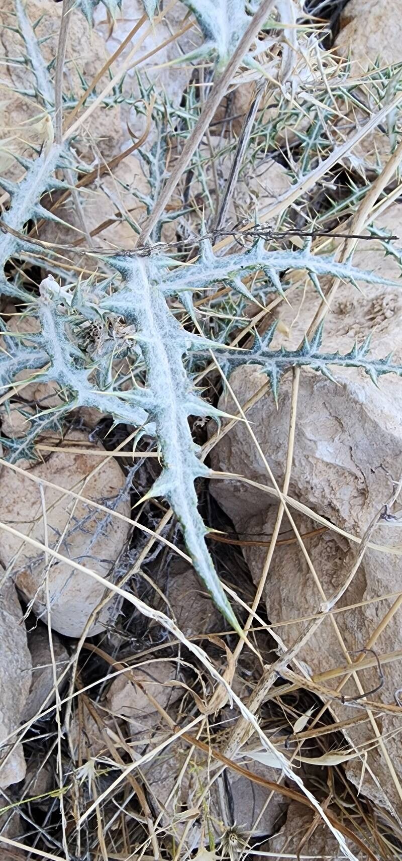 Echinops hebelepis — search result for 'Echinops'