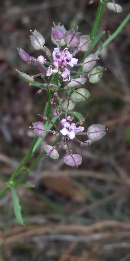 Iberis contracta fruit