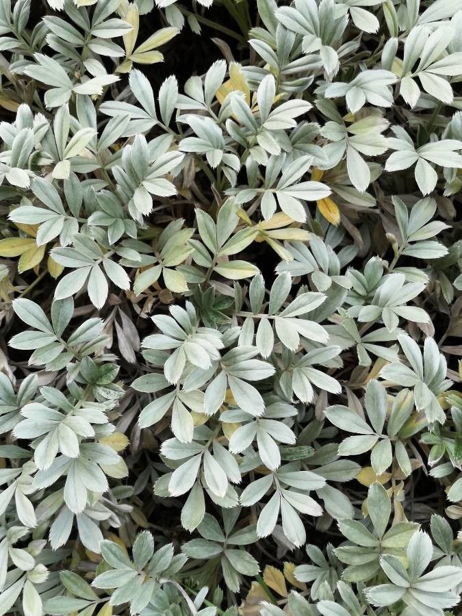 Acaena alpina — related species from the same genus