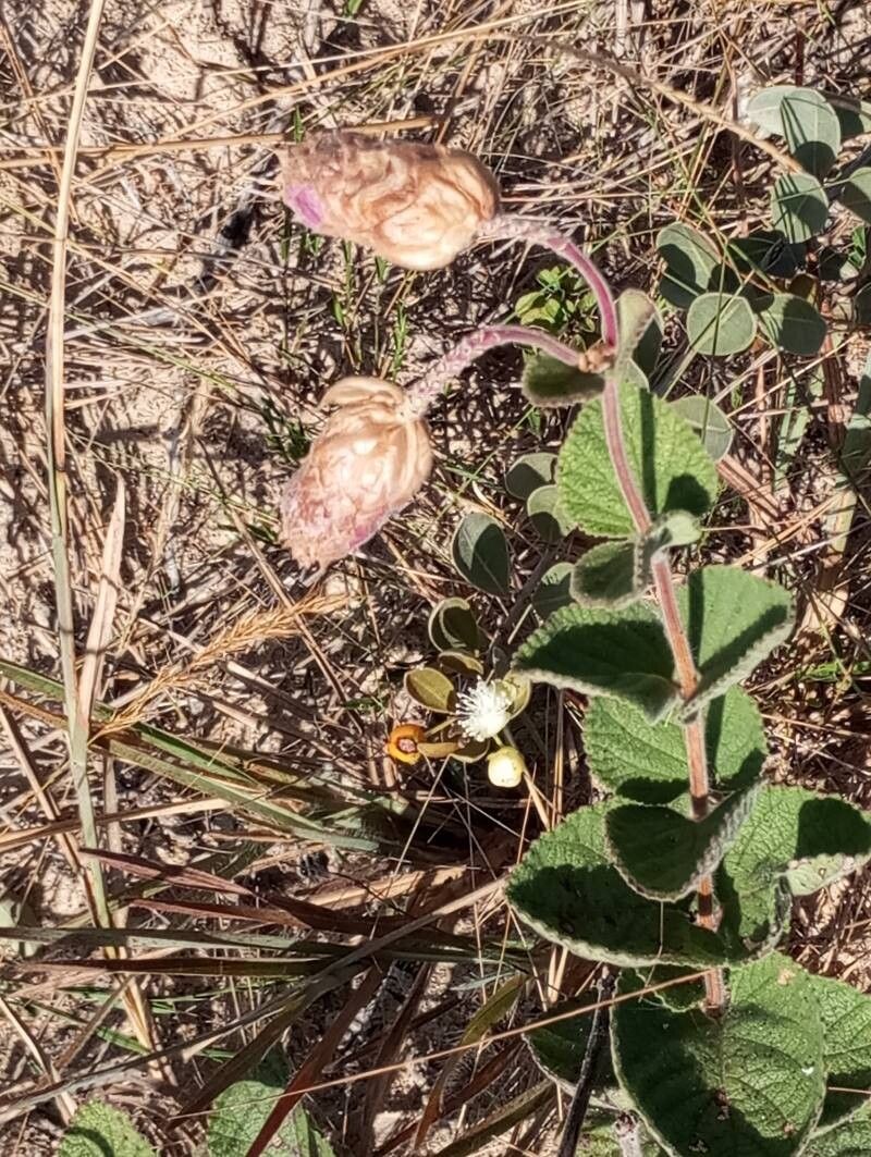 Lippia lupulina habit
