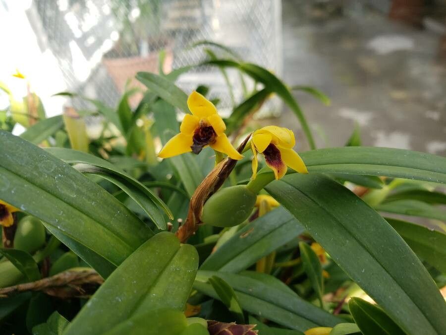 Maxillariella variabilis flower