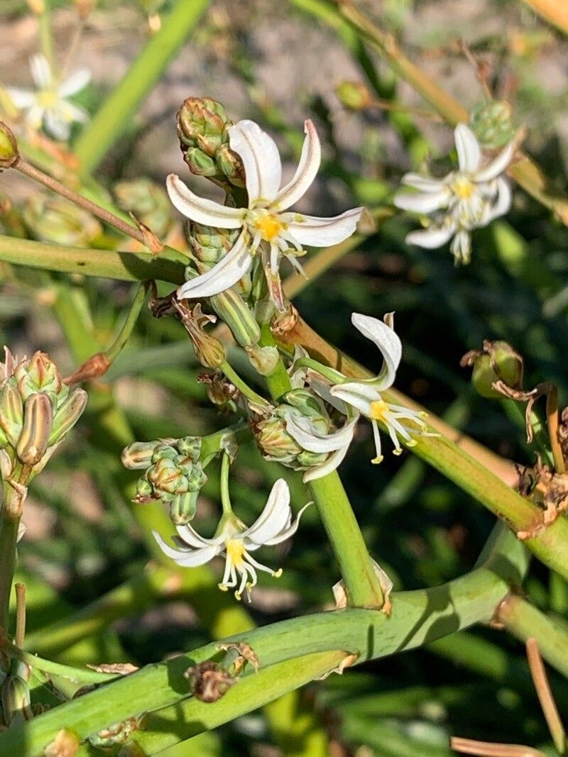 Trachyandra saltii flower