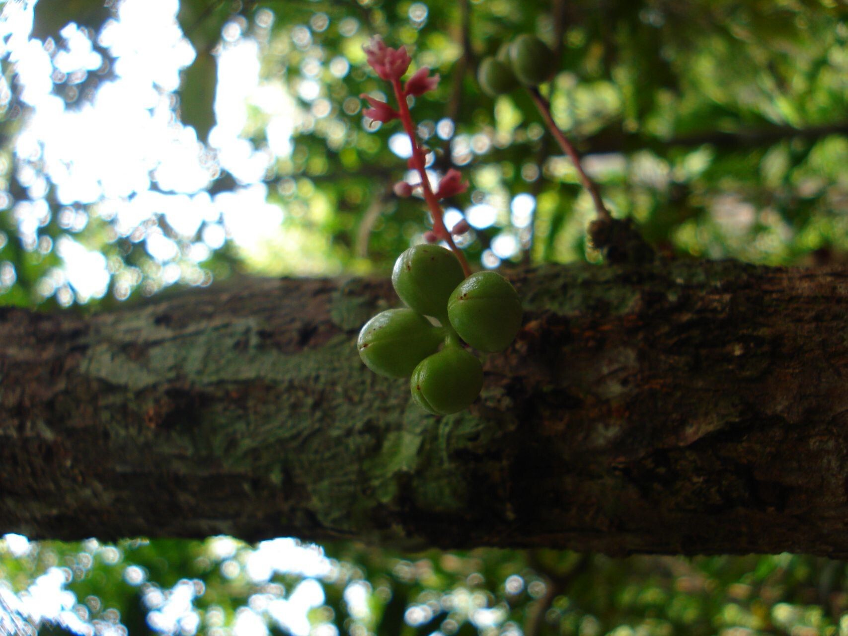Acropogon merytifolius fruit
