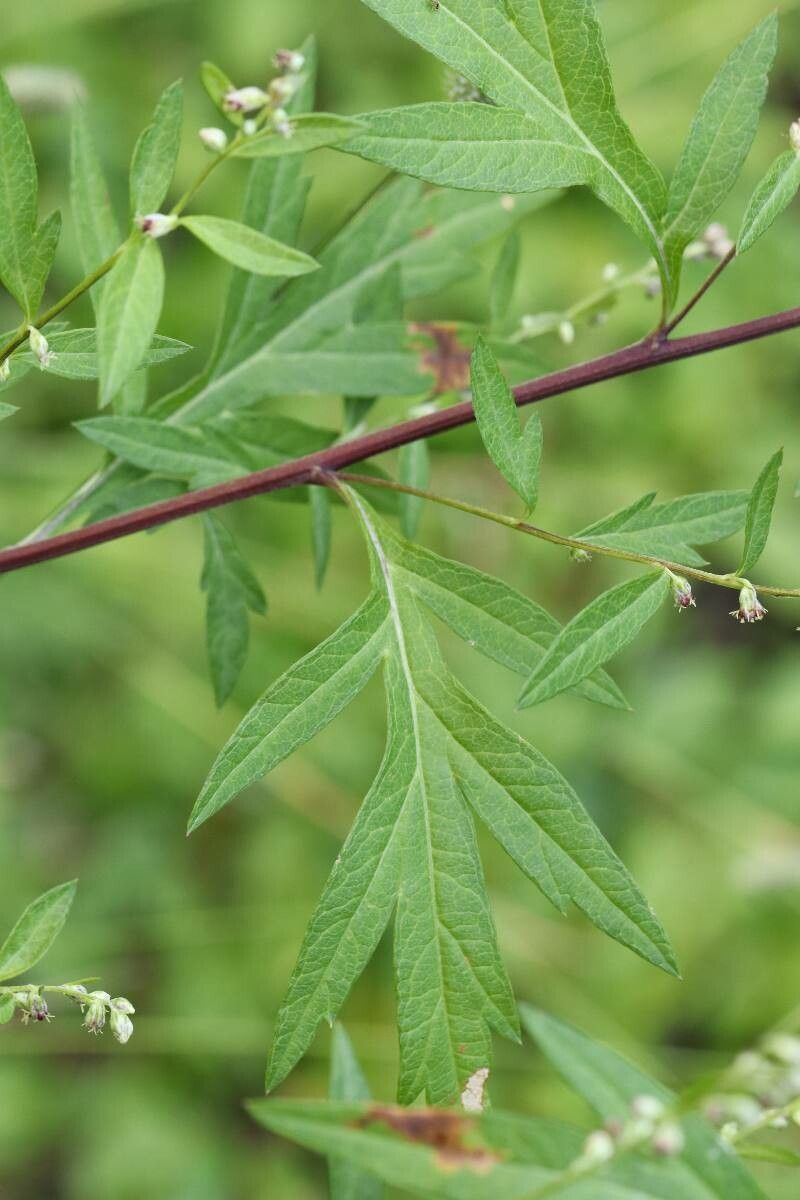 Artemisia montana — search result for 'Artemisia'