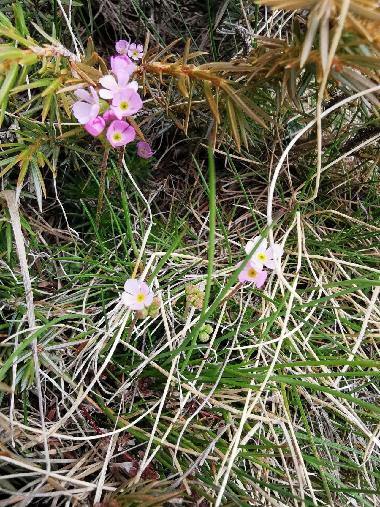 Androsace laggeri habit