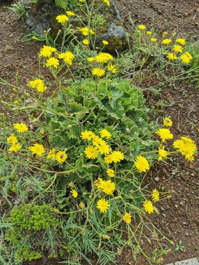 Leontodon filii flower