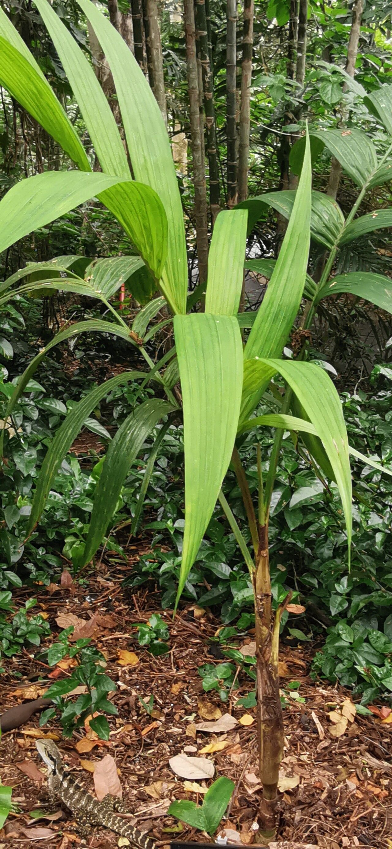 Pinanga densiflora — related species from the same genus
